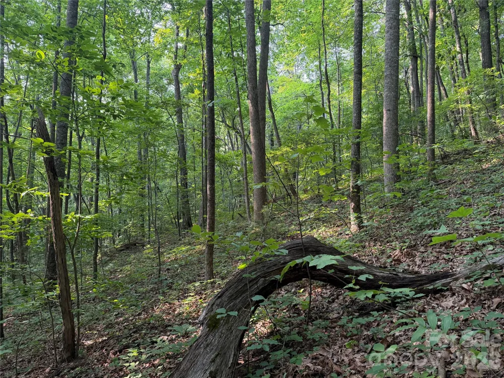 99999 Anderson Cove Road Barnardsville, NC 28709