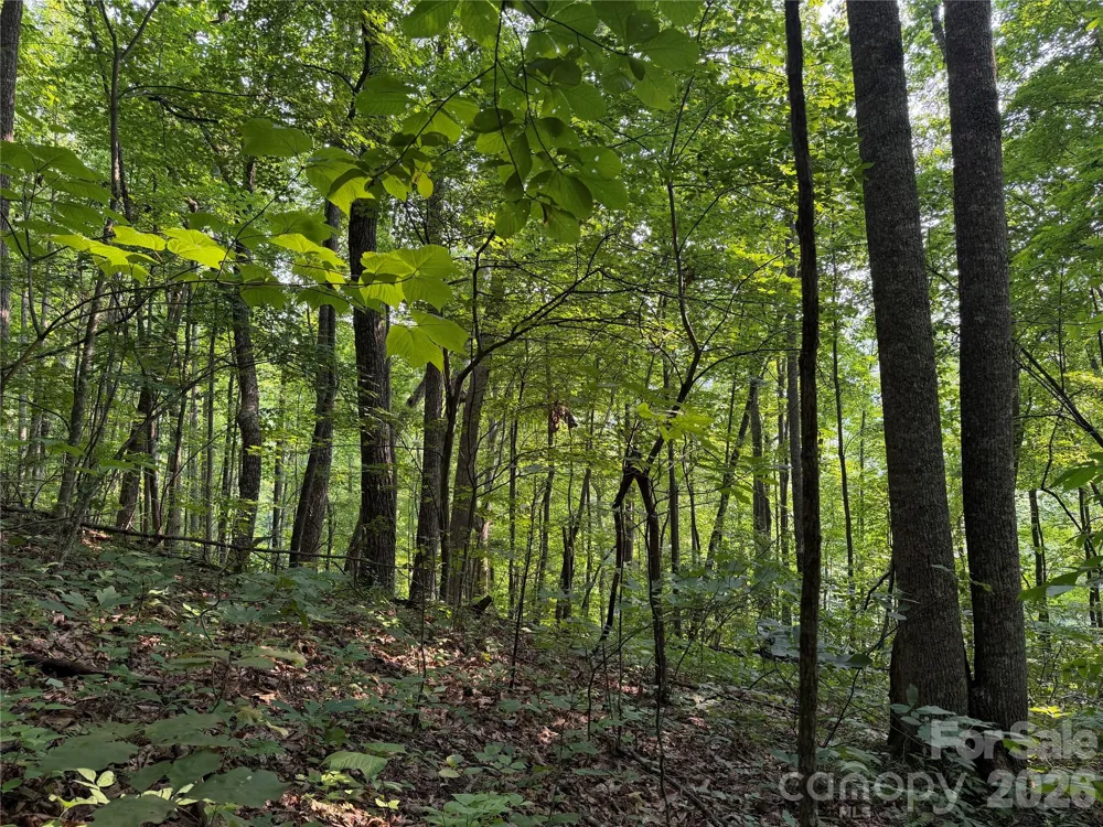 99999 Anderson Cove Road Barnardsville, NC 28709
