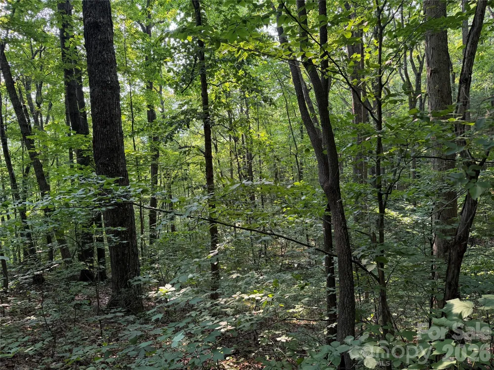 99999 Anderson Cove Road Barnardsville, NC 28709