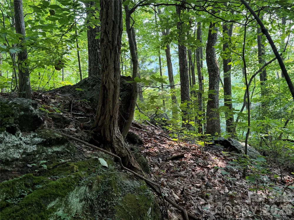 99999 Anderson Cove Road Barnardsville, NC 28709