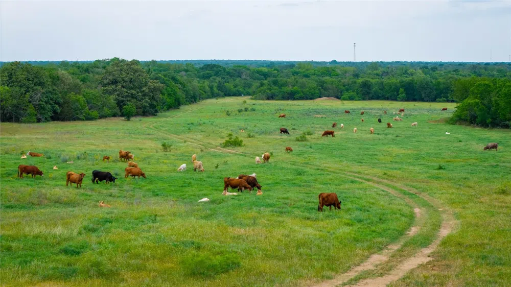 1 Walter Hoffman Road Cedar Creek, TX 78612