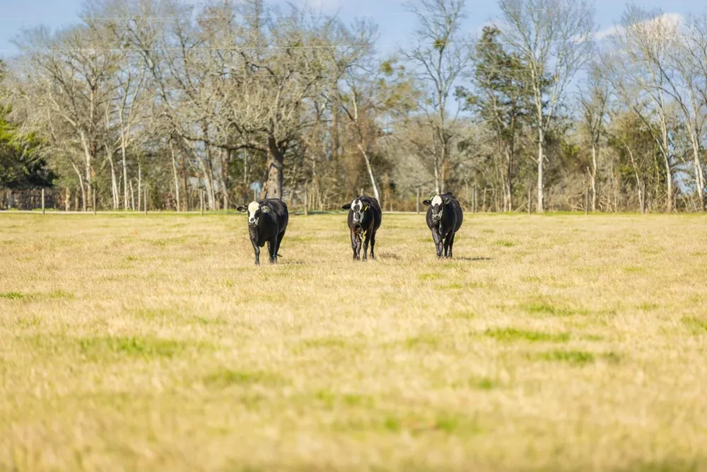 1009 County Road 324 Navasota, TX 77868