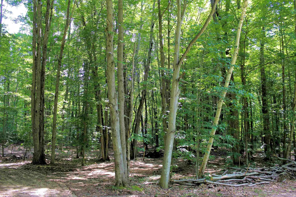 NE Chwastek Road Coldsprings Township, MI 49646