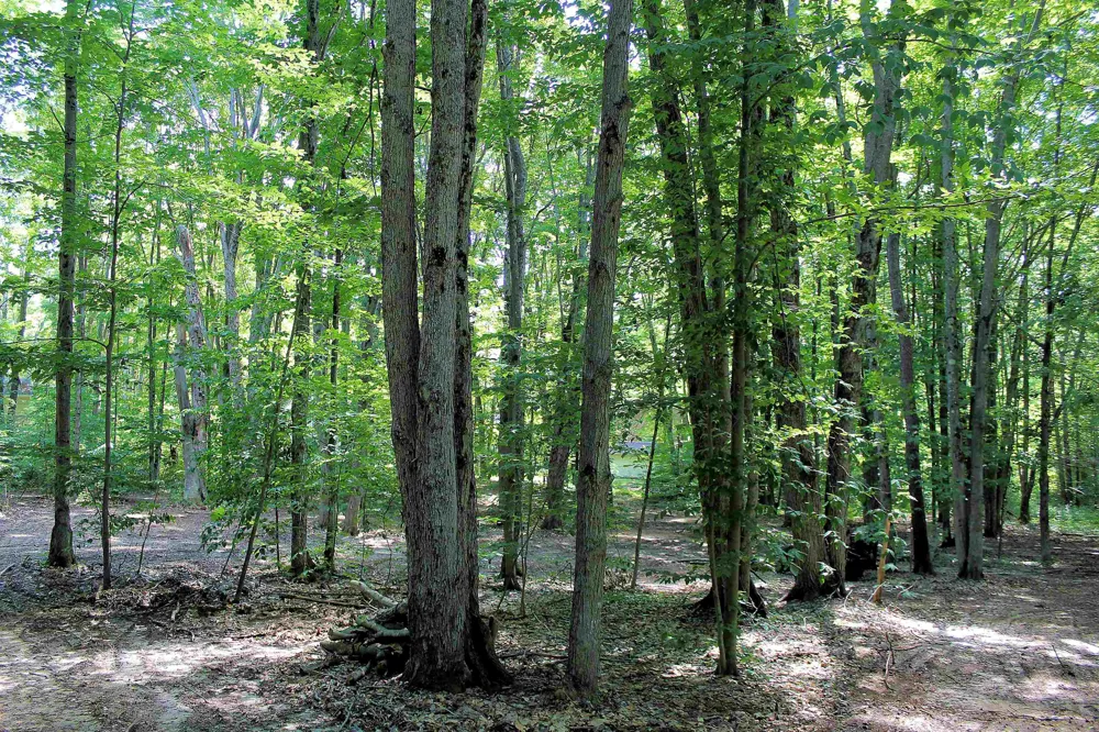NE Chwastek Road Coldsprings Township, MI 49646