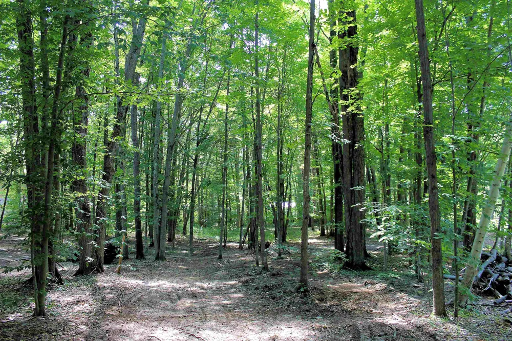 NE Chwastek Road Coldsprings Township, MI 49646