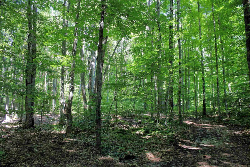 NE Chwastek Road Coldsprings Township, MI 49646