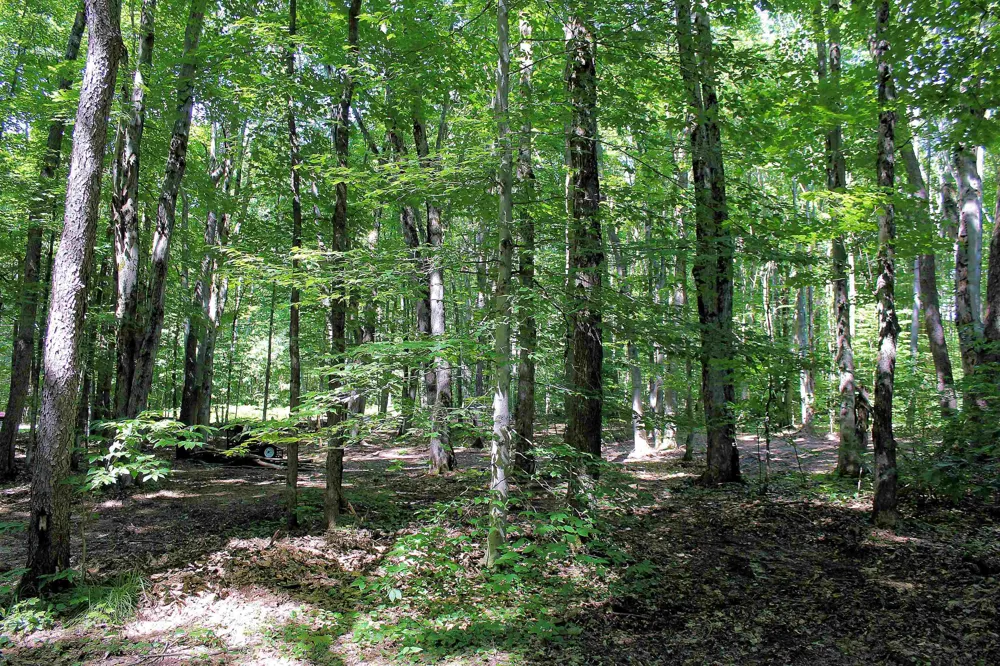 NE Chwastek Road Coldsprings Township, MI 49646
