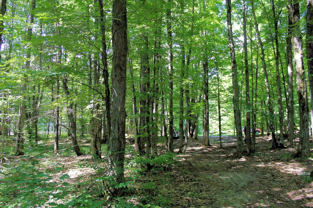 NE Chwastek Road Coldsprings Township, MI 49646
