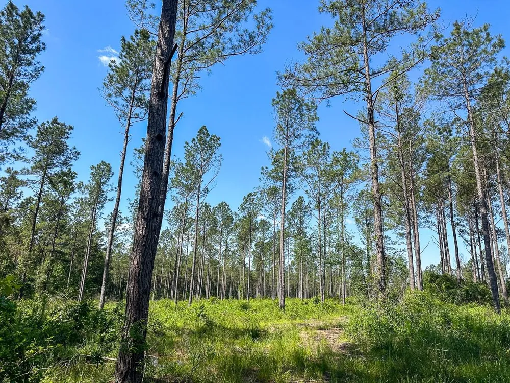 38 Groveton Flat Prairie Rd Groveton, TX 75854