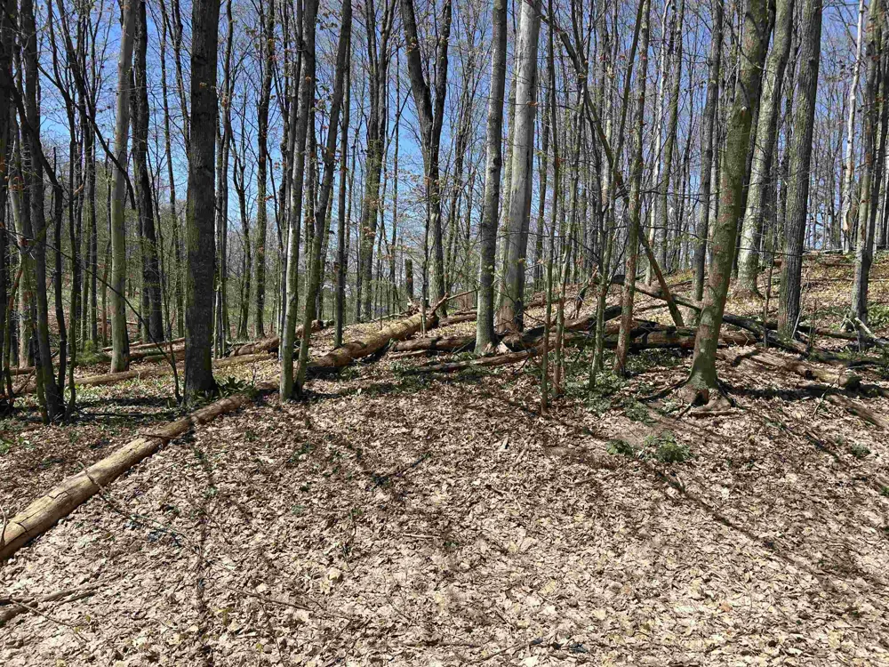 Courchevel Lane Custer Township, MI 49615