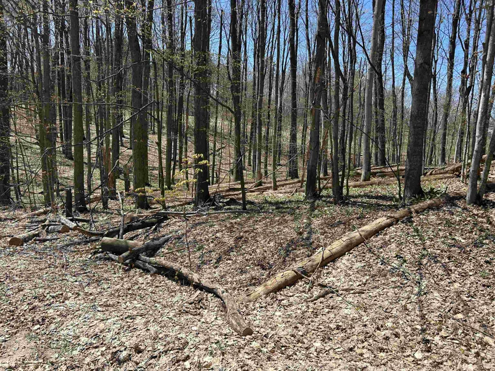 Courchevel Lane Custer Township, MI 49615