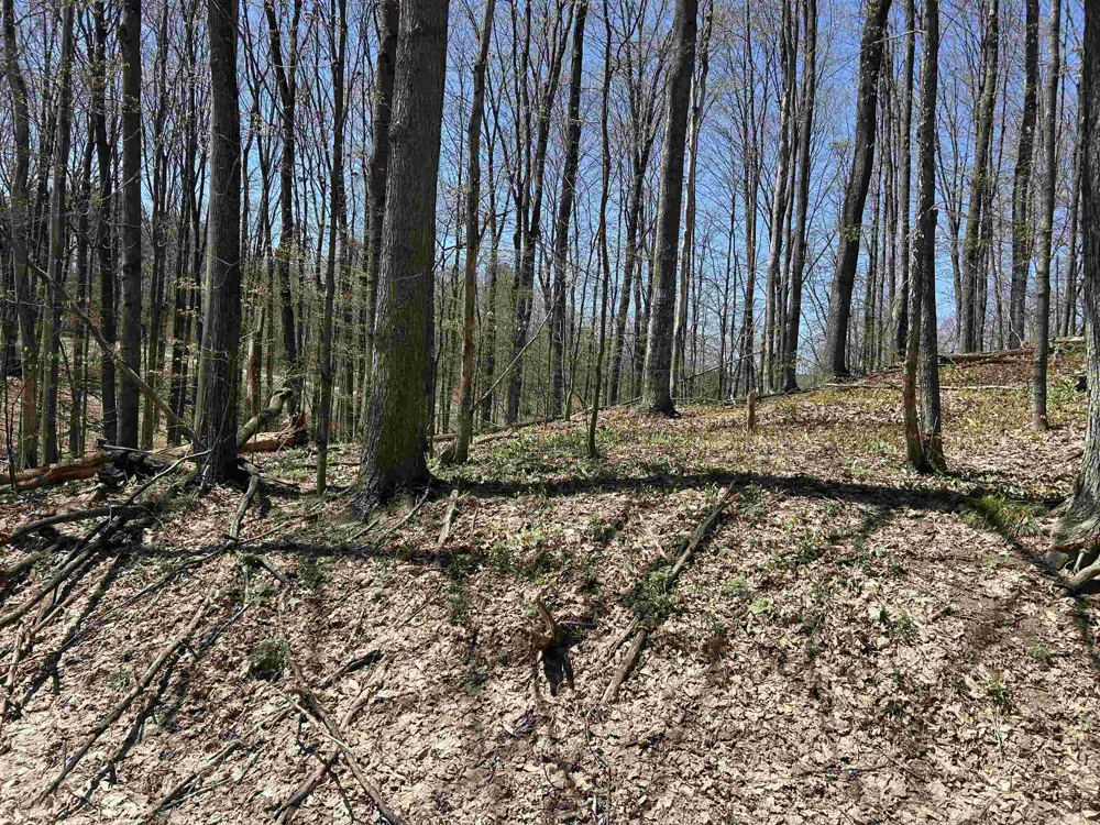 Courchevel Lane Custer Township, MI 49615