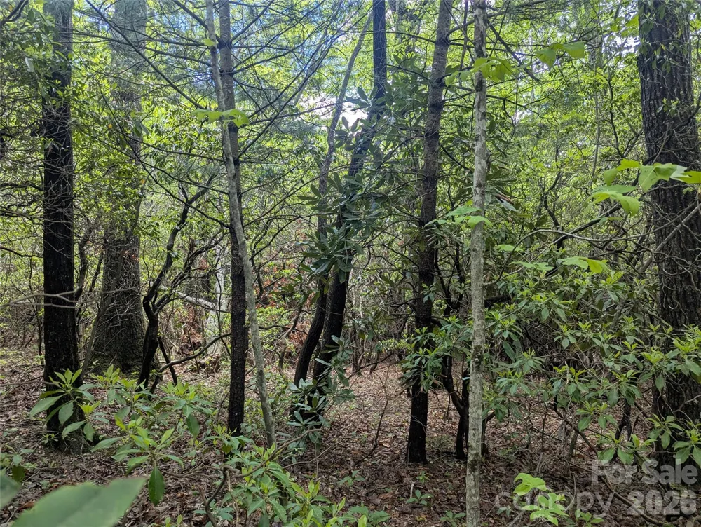 99999 Prospectors Trail Black Mountain, NC 28711