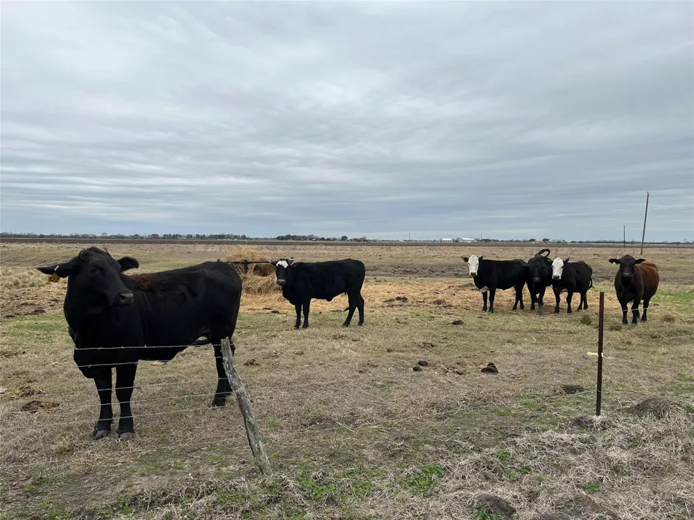 13315 Zamanek Road Needville, TX 77461
