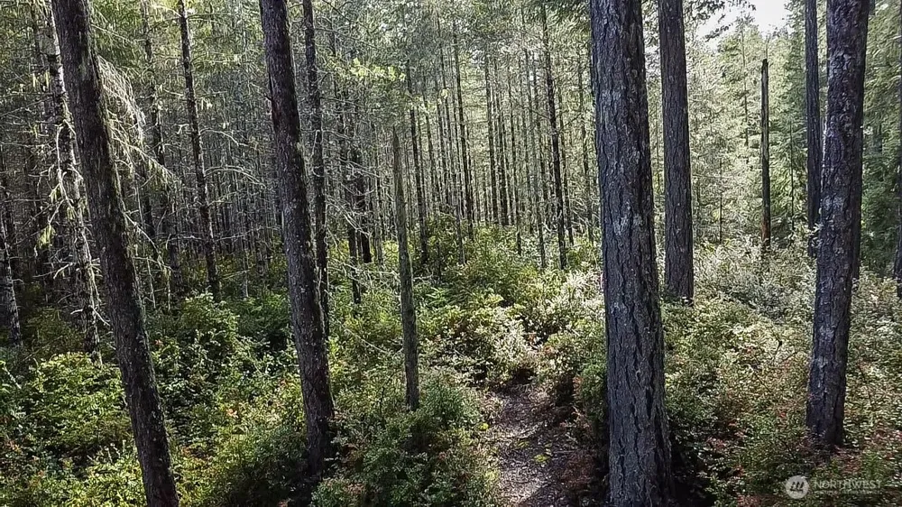 230 E Blackberry Lane Union, WA 98592