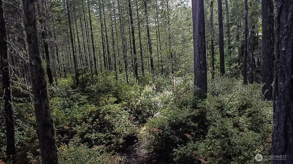 230 E Blackberry Lane Union, WA 98592