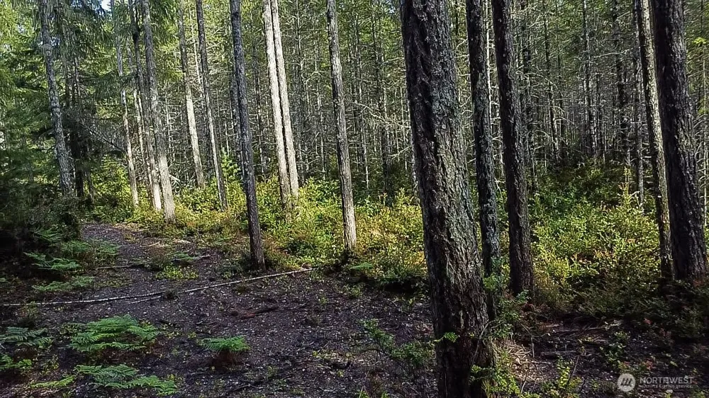 230 E Blackberry Lane Union, WA 98592