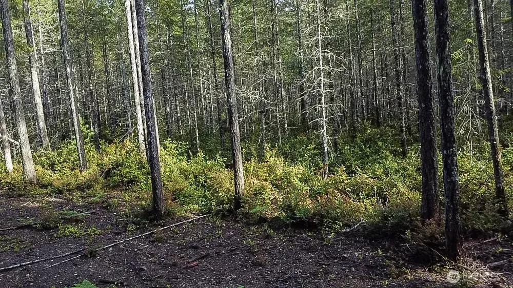 230 E Blackberry Lane Union, WA 98592