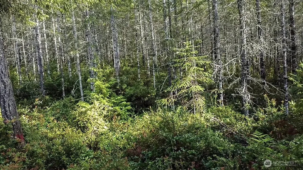 230 E Blackberry Lane Union, WA 98592