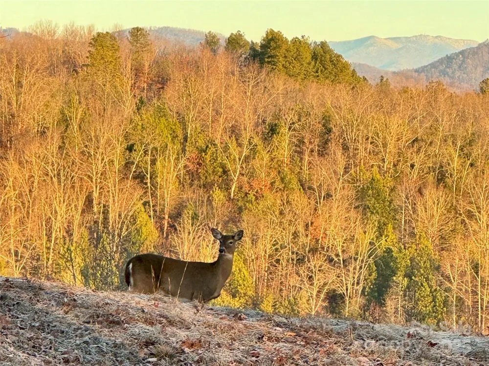 0 S Cross Creek Trail #12 Mill Spring, NC 28756