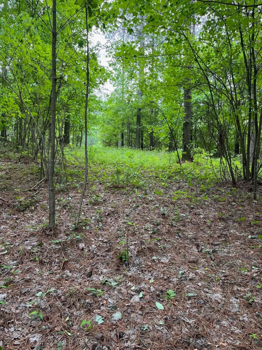 3715 Split Rail Way Guild, TN 37340