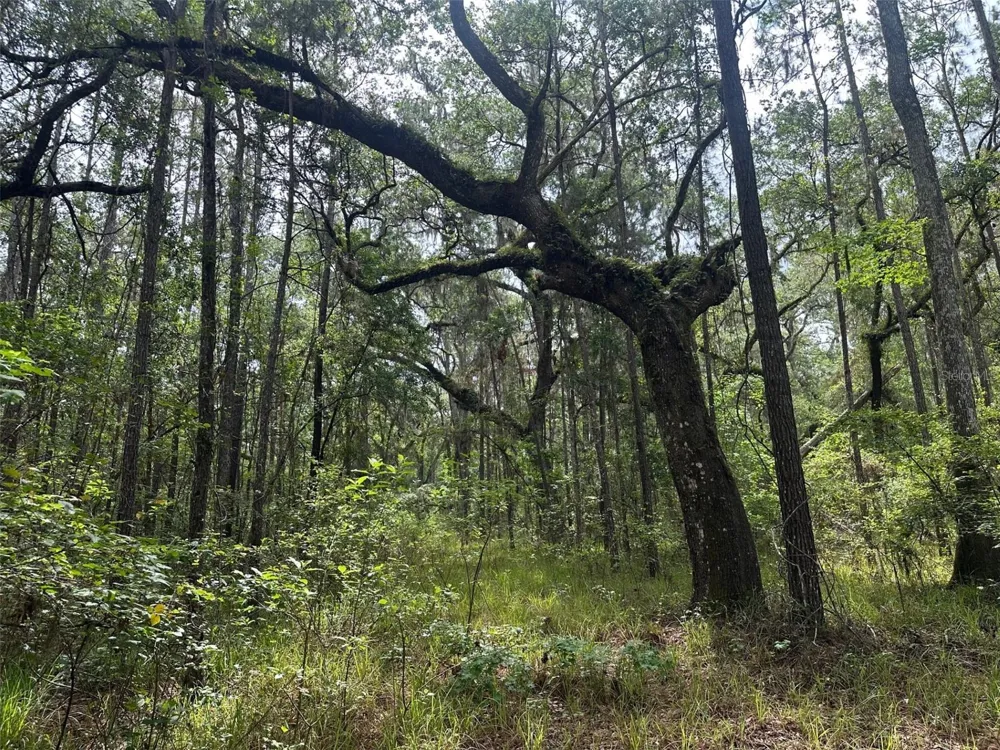 0 EMERSON ROAD Brooksville, FL 34601