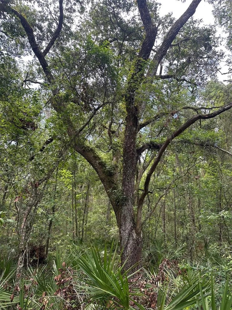 0 EMERSON ROAD Brooksville, FL 34601