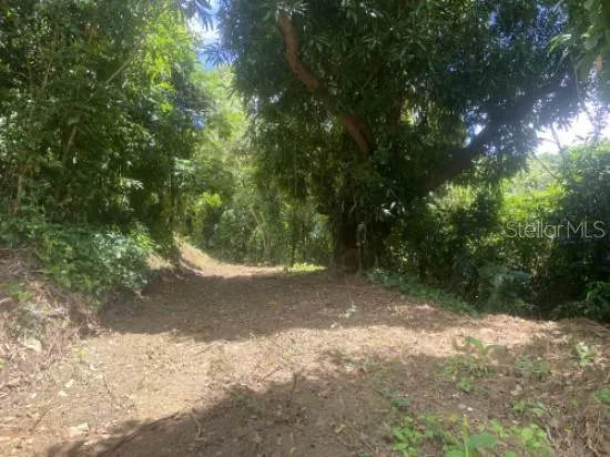 BO. TURABO Caguas, PR 00725