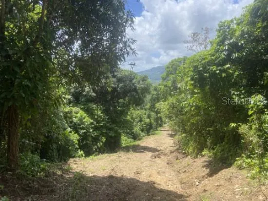 BO. TURABO Caguas, PR 00725