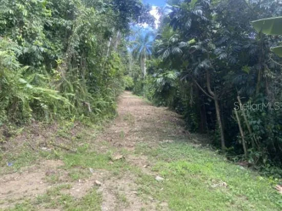 BO. TURABO Caguas, PR 00725