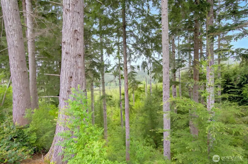 1 Parpala Road #1 Naselle, WA 98638