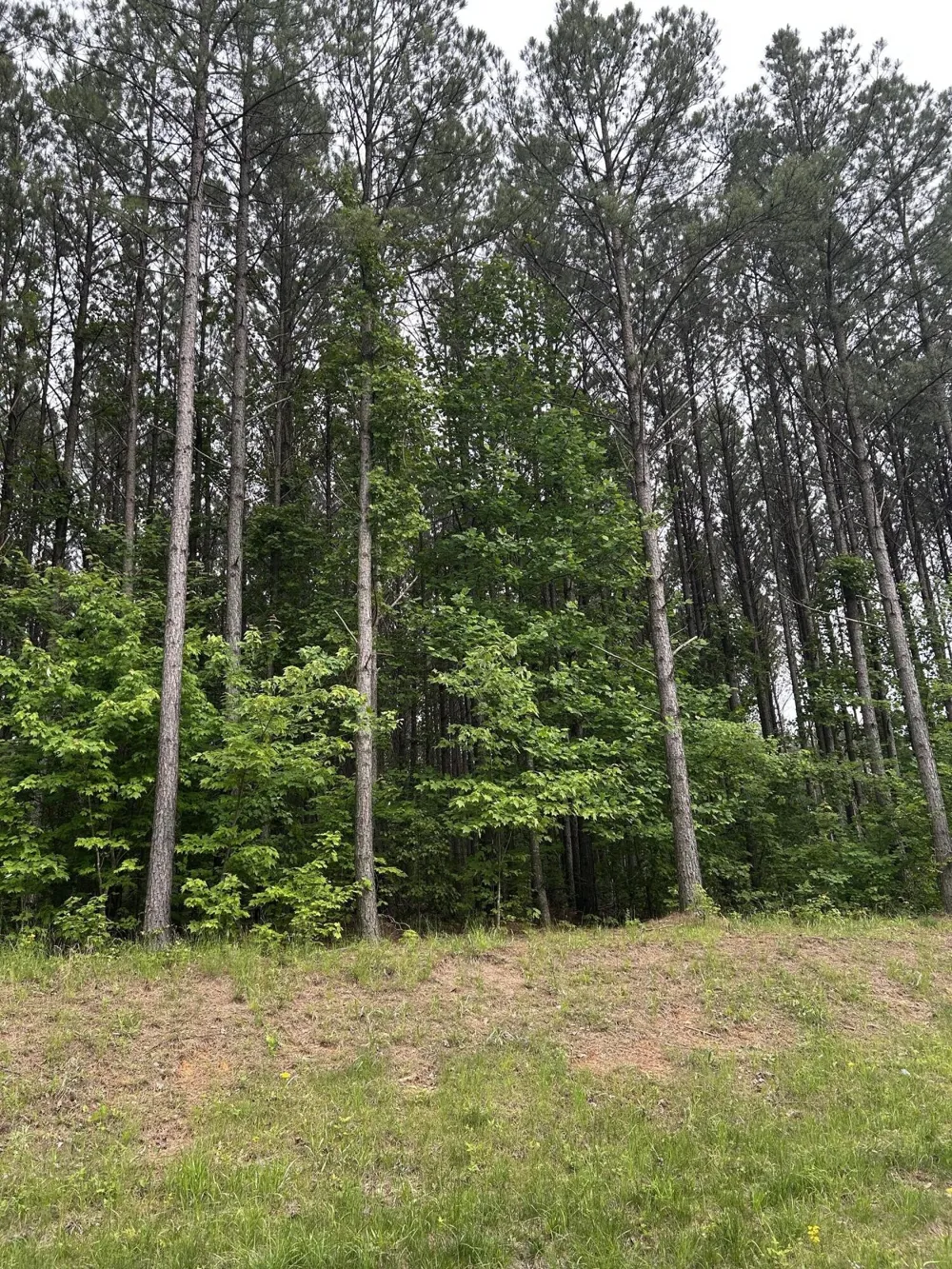 1771 Crockett Point Jasper, TN 37347