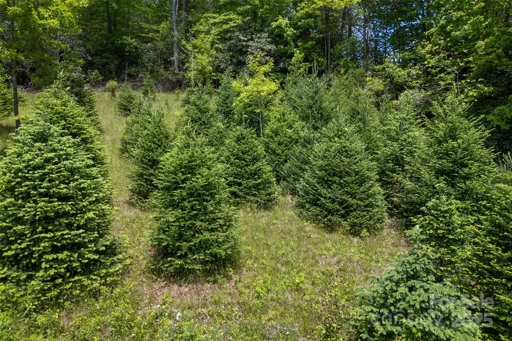 1557 Shoal Creek Road Balsam Grove, NC 28708