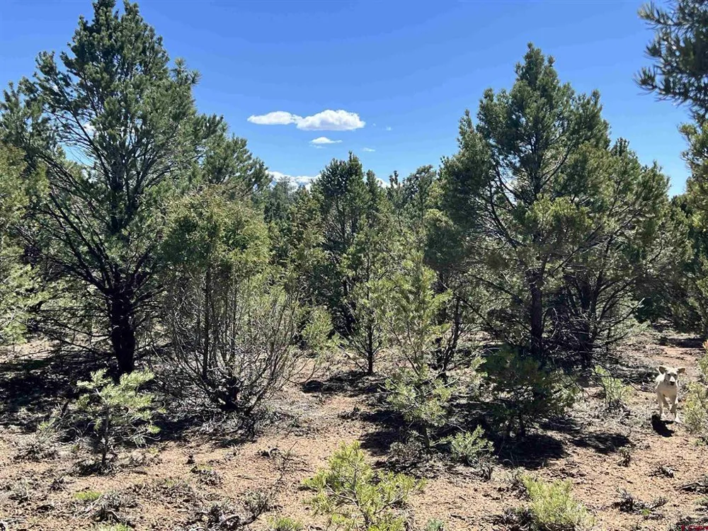 Canyon Drive Ridgway, CO 81432