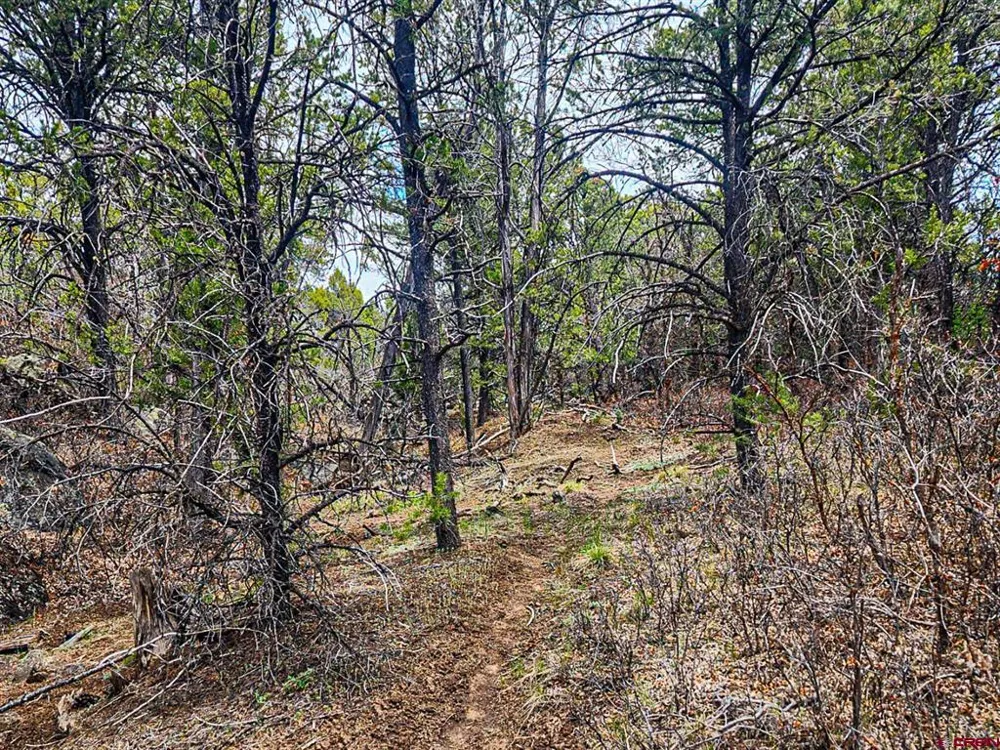 7 Wild Turkey Lane Cedaredge, CO 81413