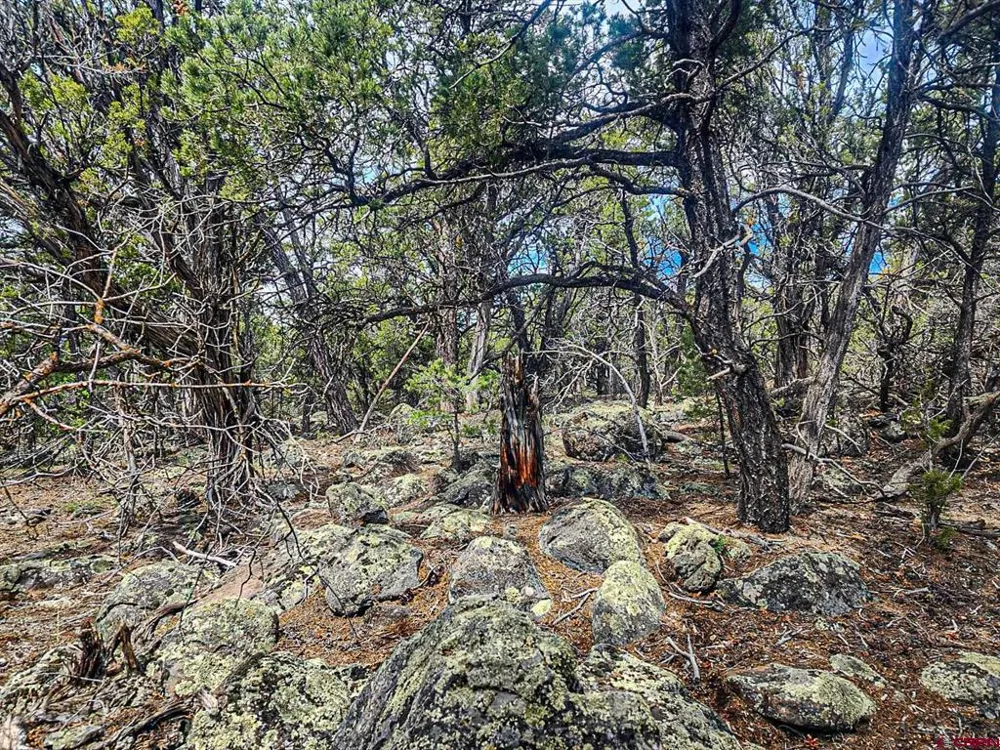 7 Wild Turkey Lane Cedaredge, CO 81413