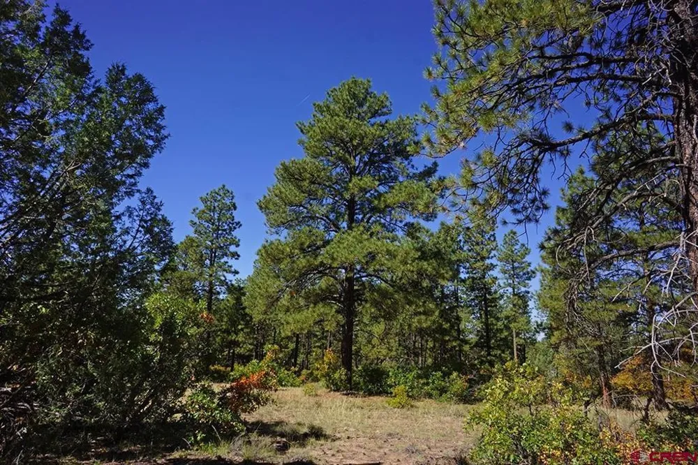 Road 36.5 Mancos, CO 81328