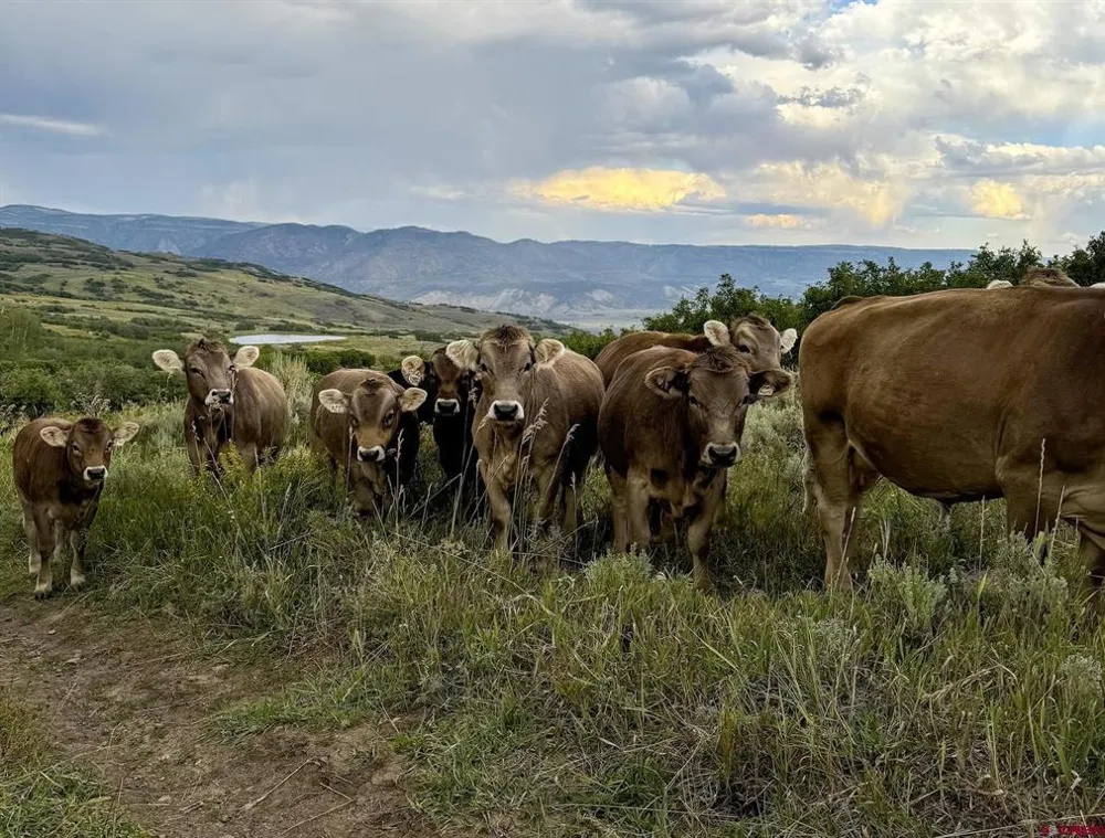 22000 P77 ROAD Cimarron, CO 81220