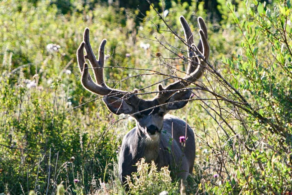 22000 P77 ROAD Cimarron, CO 81220