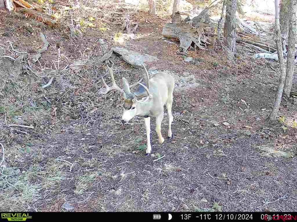 County Road 124 Hesperus, CO 81326