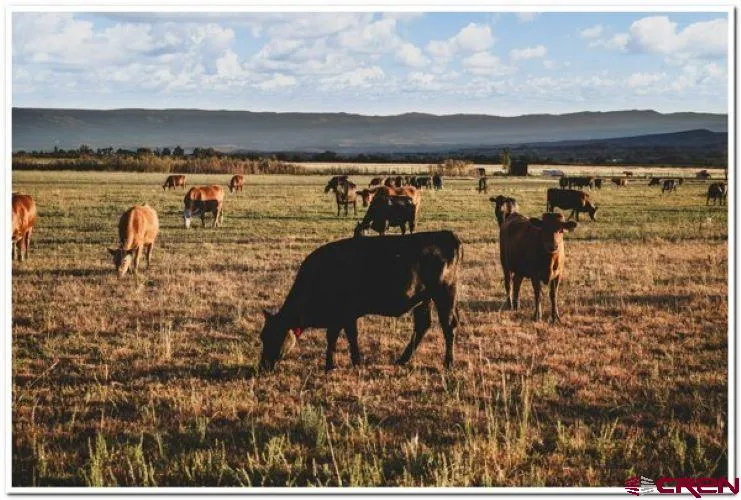 61067 HWY-50 Montrose, CO 81401