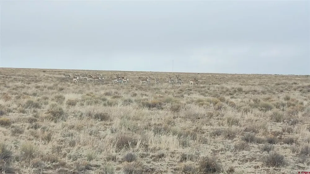 Co Rd AA Road La Jara, CO 81124