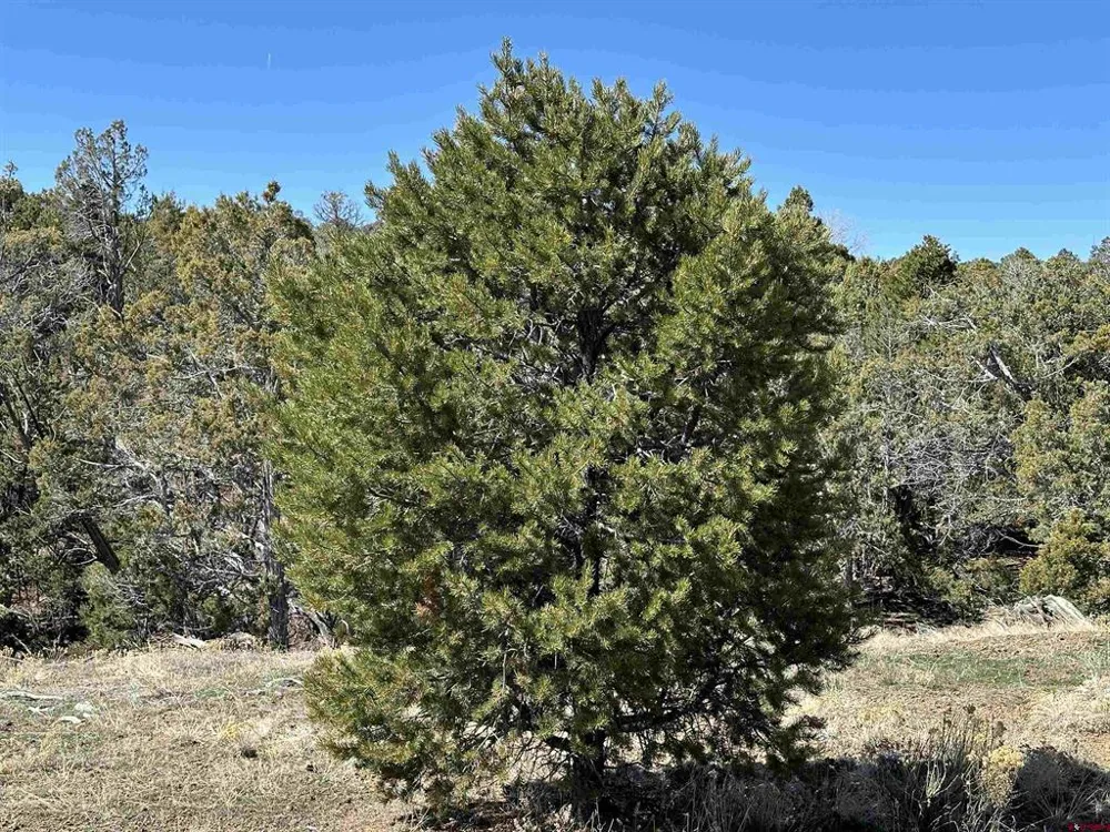 38 Black Bear Trail Crawford, CO 81415