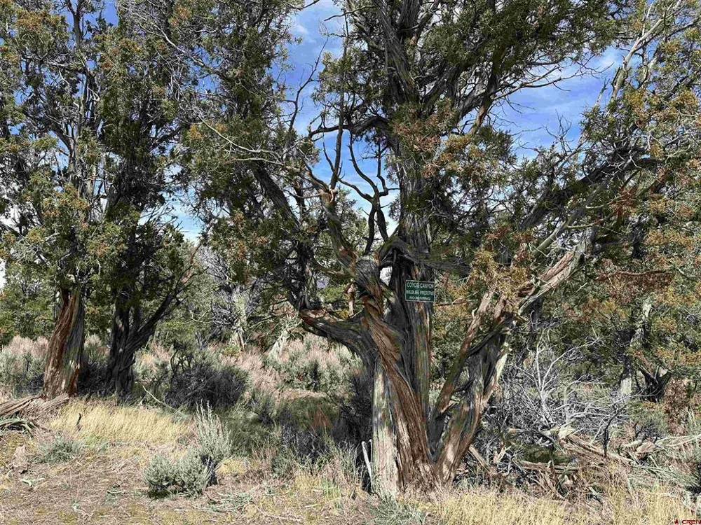 38 Black Bear Trail Crawford, CO 81415
