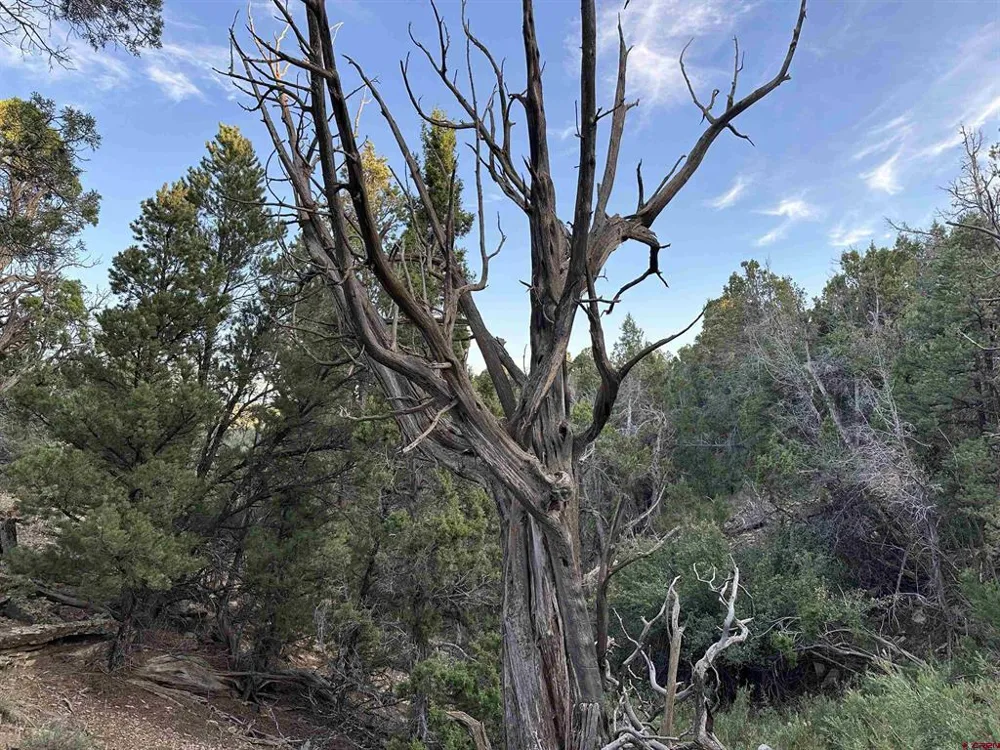 38 Black Bear Trail Crawford, CO 81415