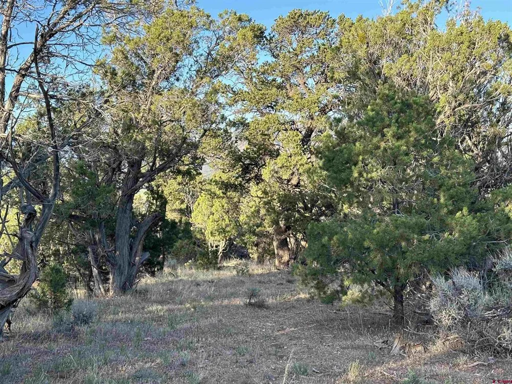 38 Black Bear Trail Crawford, CO 81415