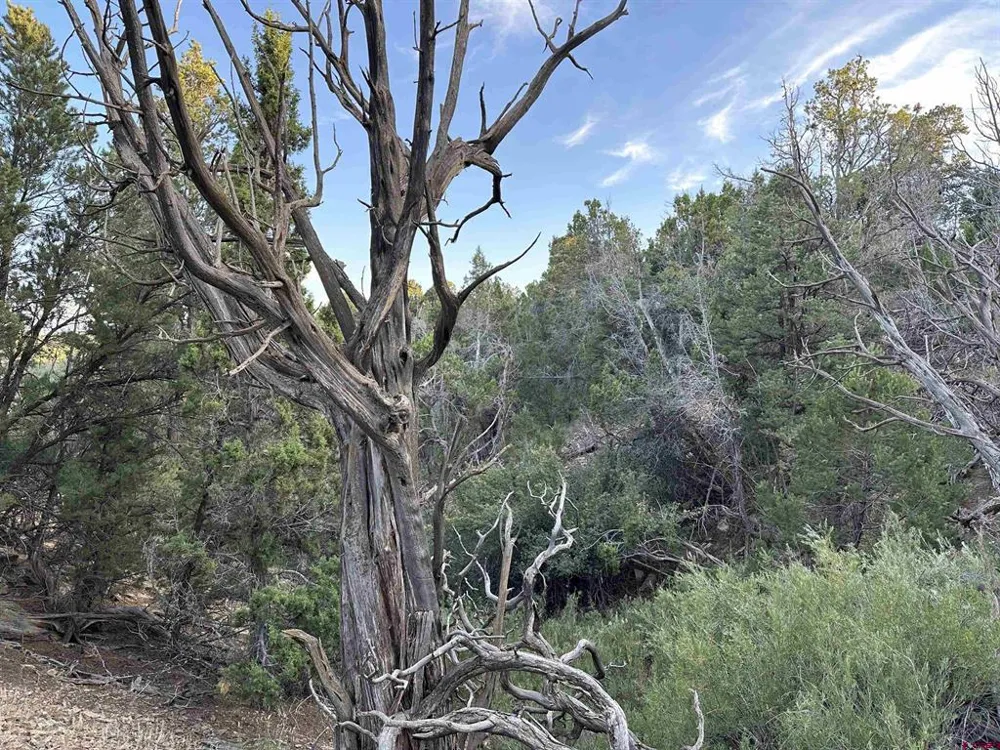 38 Black Bear Trail Crawford, CO 81415
