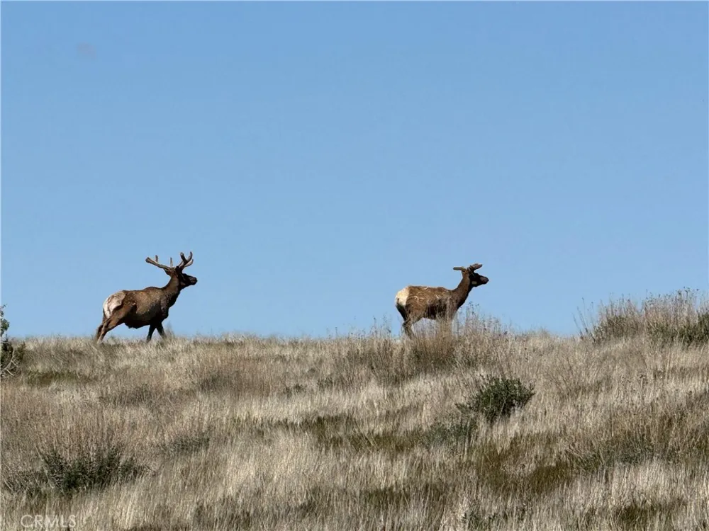 8050 Bitterwater Road Shandon, CA 93461