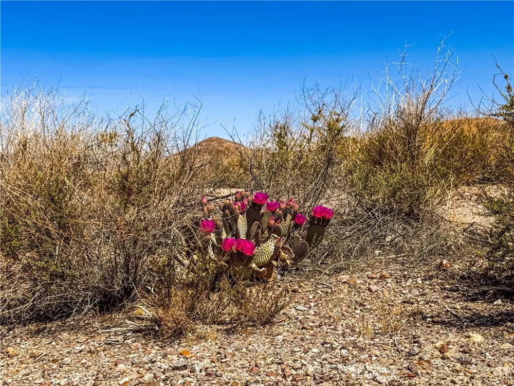 120 Old Spanish Trail Hwy Tecopa, CA 92389