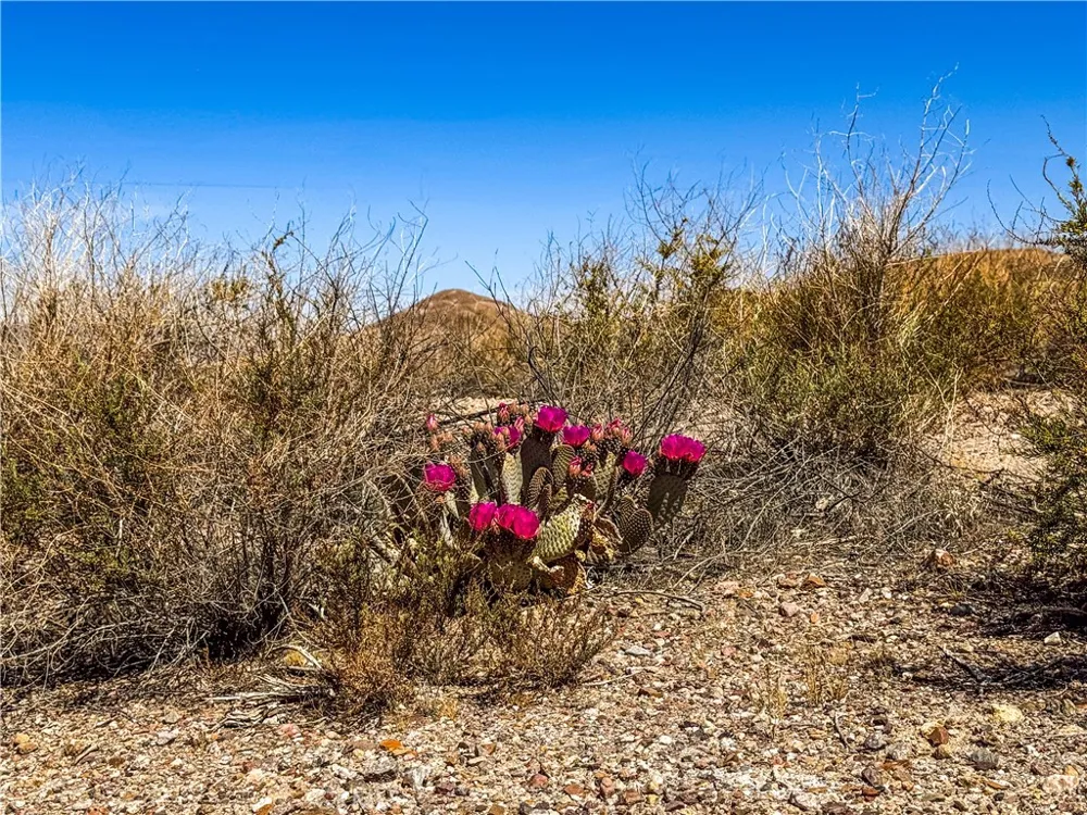 120 Old Spanish Trail Hwy Tecopa, CA 92389